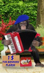 Talking monkey APK download