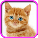 Parler, danser chat. APK