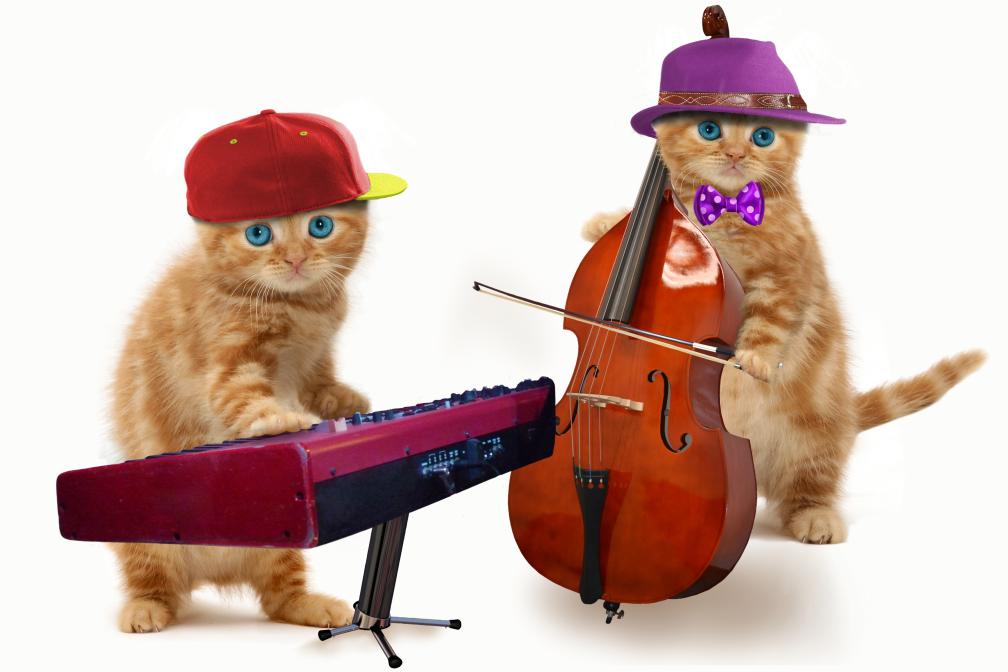 Включи скажи кота. Говорящие котики. Животные с инструментами. Мариус кот.