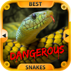 Meilleures serpents dangereux icône