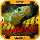 Beste Dangerous Snakes