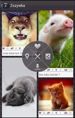 Скачать ZSZYWKA XAPK