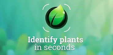 Plant Identification
