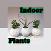 Indoor Plants