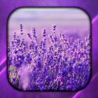 Lavender Live Wallpaper icône