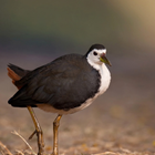 White-breasted waterhen Sounds icon