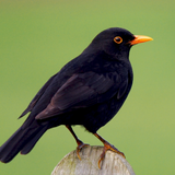 Blackbird sounds