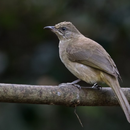 Suara Burung Bulbul APK
