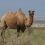 Camel Sounds иконка
