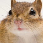 Chipmunk Sounds icon