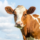 Cow Sounds иконка