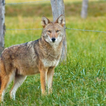 Suoni del coyote