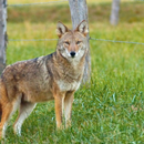 Suara Coyote APK