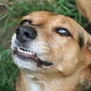Suara anjing APK