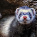 Ferret Sounds APK
