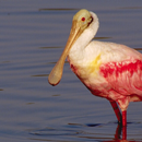 Florida bird sounds APK