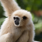ikon Gibbon monkey sounds