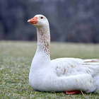 Goose and Geese Sounds icon