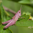 Grasshopper Sounds