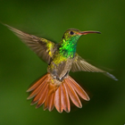 Hummingbird sounds icon