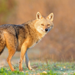 Jackal Sounds
