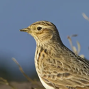 Suara burung lark APK