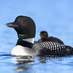 ”เสียงนก Loon