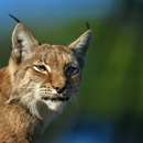 Lynx sounds APK