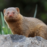 Mongoose and Rat Sounds icon