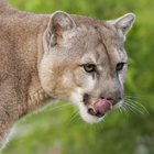 Mountain Lion Sounds icône