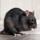 Mouse and Rat Sounds 图标