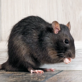 Mouse and Rat Sounds icon