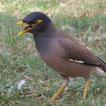 Mynas bird Sounds icon
