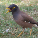 Suara Burung Jalak APK