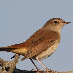Baixar Nightingale bird sounds XAPK