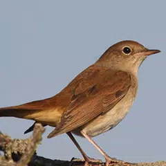 Descargar XAPK de Nightingale bird sounds