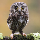Owl Bird Sounds আইকন