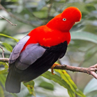 Birds Sounds of Peru simgesi