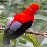 ikon Birds Sounds of Peru
