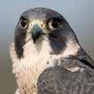 Peregrine Falcon Sounds
