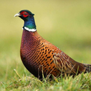 Suara burung pegar APK
