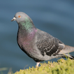 Pigeon Bunyi ~ Sboard.pro