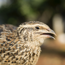 Suara Burung Puyuh APK