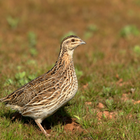 Rain quail bird Sounds 图标