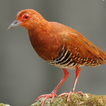Red-legged Crake bird Sounds