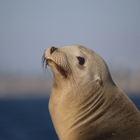Sea lion sounds Zeichen