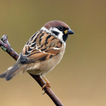 Sparrow bird sounds