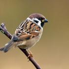 Sparrow bird sounds icône