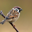 Sparrow bird sounds-icoon