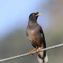 Thai Bird Sounds APK
